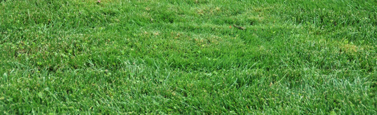 Little-Patches-of-Taller-Grass-in-the-Lawn.jpg