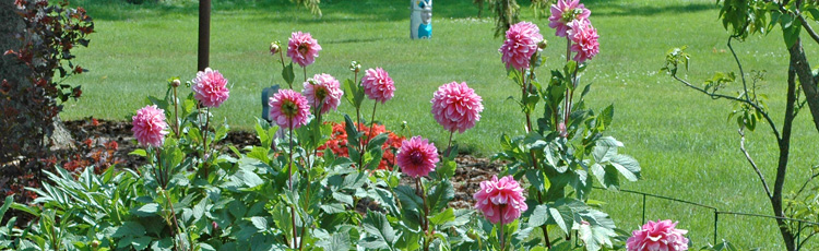 2013_520_MGM_Creative_Staking_for_Glads_Dahlias_and_Iris.jpg