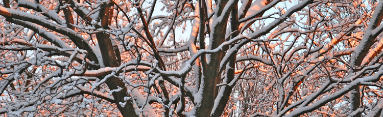 020516_Increase_Winter_Survival_of_Trees.jpg