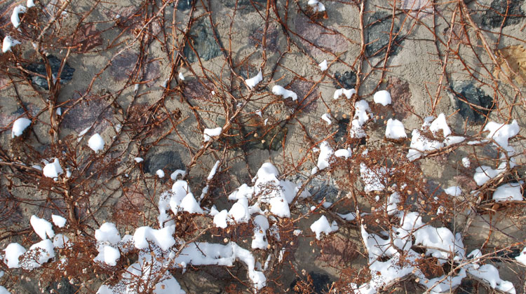 Winter-Care-of-Climbing-Hydrangea.jpg
