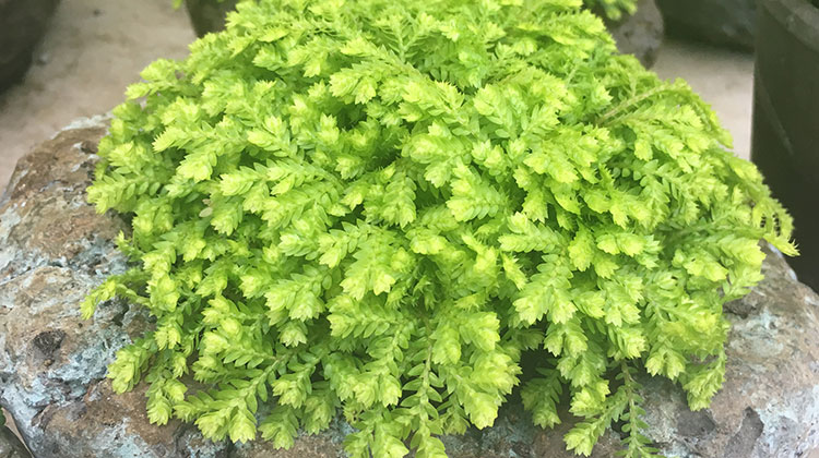 Grow a Spike Moss (Selaginella kraussiana) Indoors for the Holidays ::  Melinda Myers