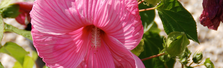 Curled-and-Shriveled-Leaves-on-Perennial-Hibiscus-THUMB.jpg