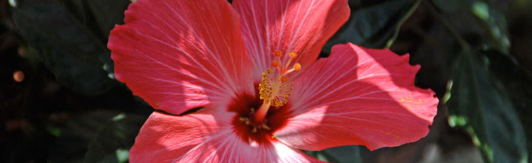 What-to-Do-with-Tropical-Hibiscus-in-Fall-THUMB.jpg