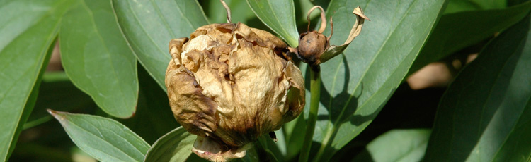 2012_390_MGM_Botrytis_Blight_on_Peonies_and_Roses.jpg
