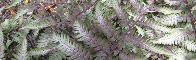 2011_217_MGM_Great_Foliage_Plants_for_the_Garden.jpg