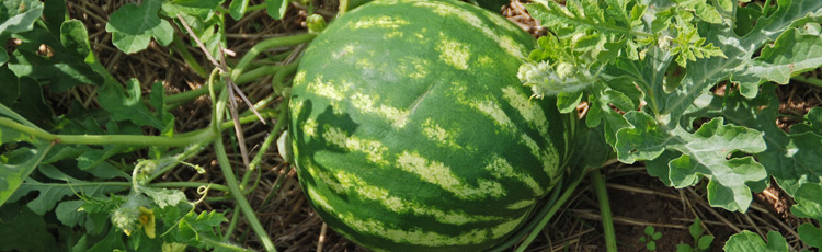 Growing-Watermelon-in-Zone-5-THUMB.jpg