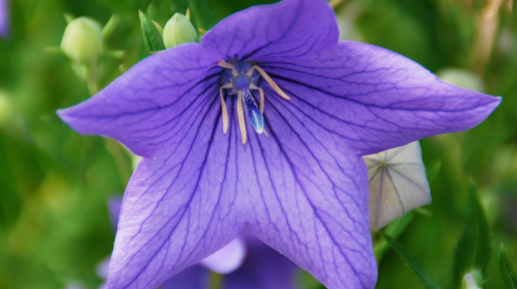 Flowers-of-Transplanted-Balloon-Flower-Changed-Color.jpg