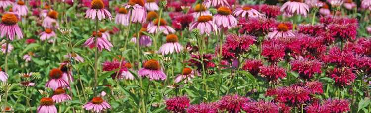 Best Time to Cut Back Perennials :: Melinda Myers