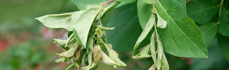 Brown-and-Curled-Leaves-on-Honeysuckle---THUMB.jpg