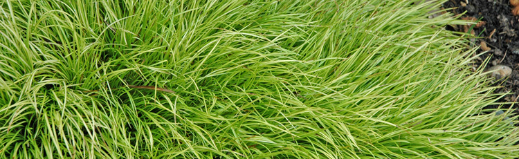 092115_Shade_Tolerant_Grasslike_Plants.jpg
