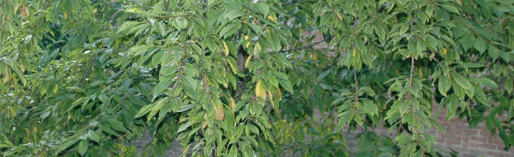 Leaves-on-Plum-Tree-Turned-Yellow-and-Fell-Off.jpg