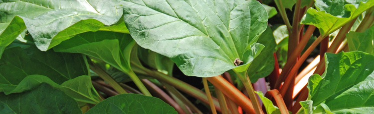 Growing-Rhubarb-in-a-Container-THUMB.jpg