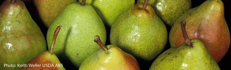 2012_437_MGM_National_Pear_Month.jpg