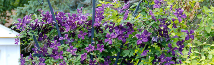 Starting-New-Clematis-Plants-from-Parent-Plant.jpg