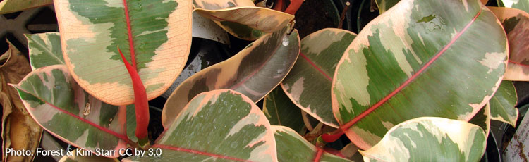 Brown-Spots-on-Ficus-Leaves.jpg