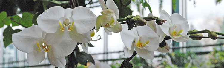 010120_Indoor_White_Flowering_Plants.jpg