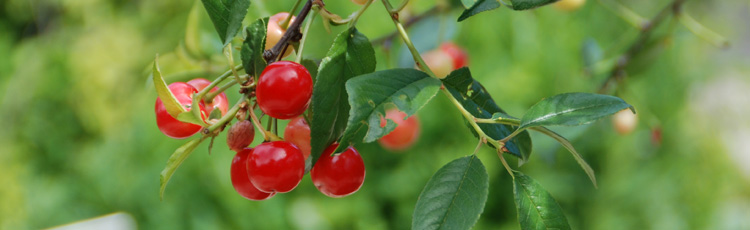 Cherry-Fruiting.jpg