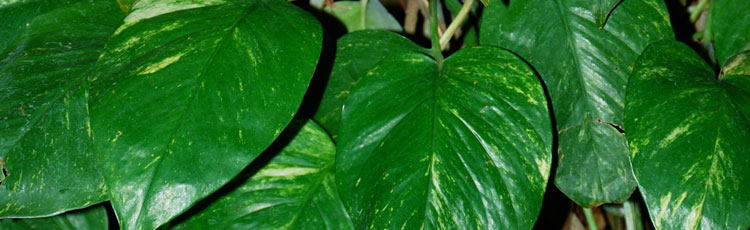 Spots-on-Leaves-of-Philodendron.jpg