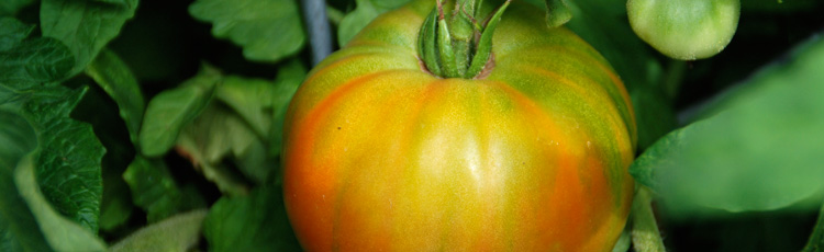 092719_Green_Tomatoes.jpg
