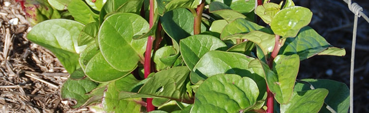051820_Grow_and_Use_Red_Climbing_spinach_Basella_rubra-THUMB.jpg