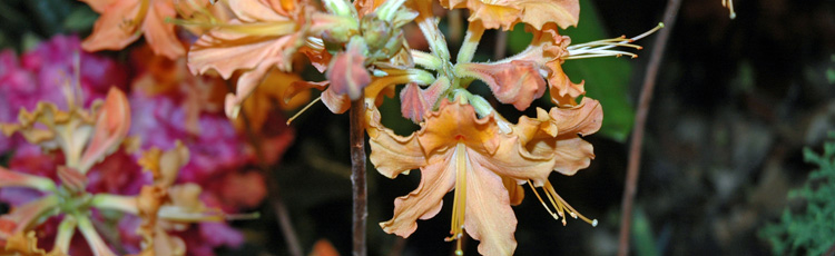Brown-Leaves-on-Azalea---THUMB.jpg