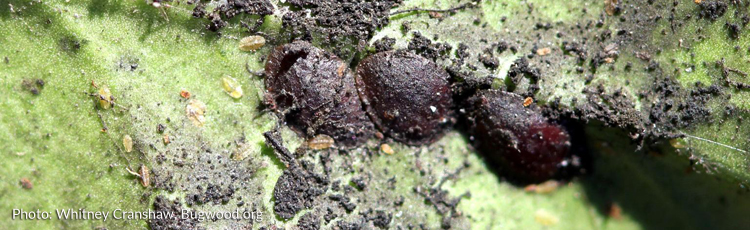 2013_461_MGM_Ecofriendly_Control_of_Scale_Insects_on_Houseplants.jpg