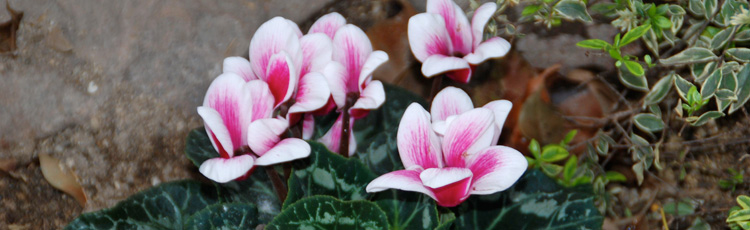2012_435_MGM_Cyclamen_a_Great_Holiday_Gift_Plant.jpg