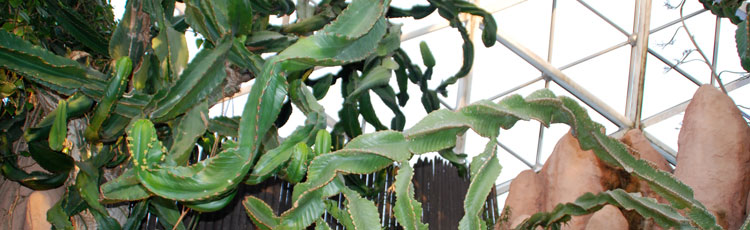 Cold-Damage-to-Cactus.jpg