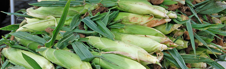 082120_Harvesting_Sweet_Corn.jpg