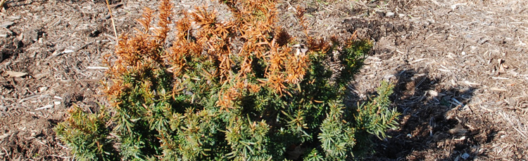 041414_Brown_Needles_and_Leaves_on_Evergreens.jpg
