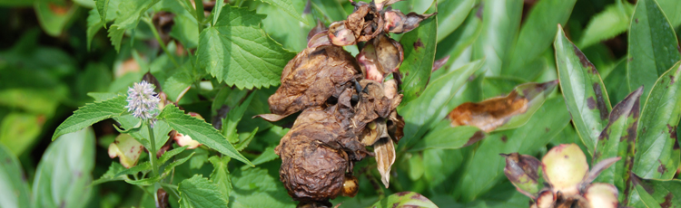 2011_208_MGM_Ecofriendly_Control_of_Botrytis_and_Phytophtora_Blights_on_Peonies.jpg