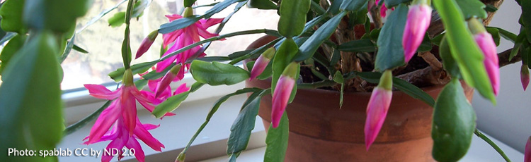 Christmas-Cactus-Flowers-Changed-Color.jpg