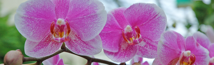 Orchids-Have-Dried-Up.jpg