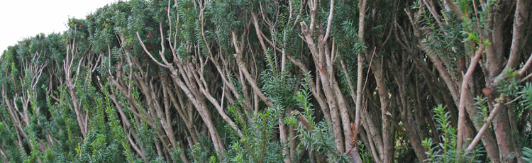Pruning-a-Yew-Hedge-THUMB.jpg