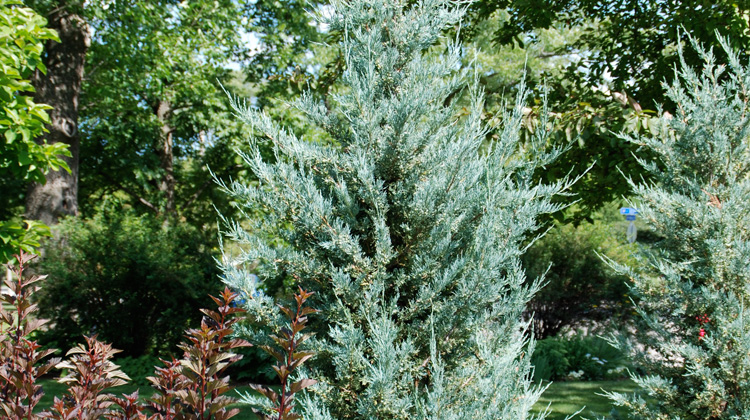 Deer Resistant Evergreen For Creating Privacy And Windbreak Melinda Myers,Cat Breeds Images