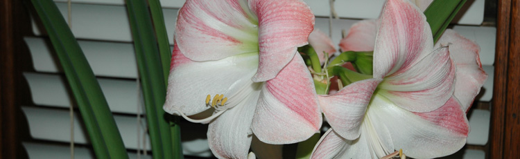 2010_130_MGM_Forcing_Amaryllis_into_Bloom.jpg