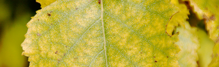 Birch-with-Yellow-Leaves---THUMB.jpg