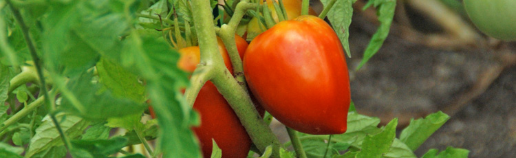 092616_Heat_Related_Tomato_Disorders_Yellow_Shoulders_and_White_Cores.jpg
