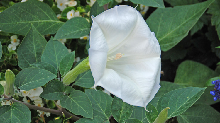 Several-Different-Plants-Go-By-the-Name-Angels-Trumpet.jpg