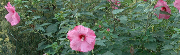 Growing-Hardy-Hibiscus-from-Seed.jpg