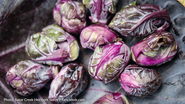Red Brussels Sprouts Varieties Add Color to Your :: Melinda Myers
