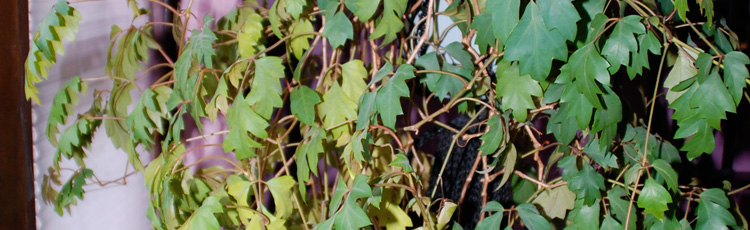 2011_207_MGM_Yellow_Brown_and_Wilted_Leaves_on_Houseplants.jpg