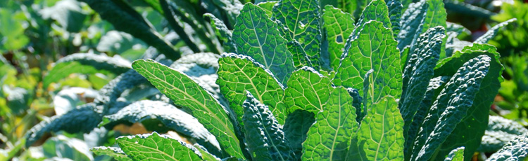 2010_58_MGM_Lettuce_Kale_and_Collards_Harvest_Tips_for_Maximum_Flavor_and_Nutrition.jpg