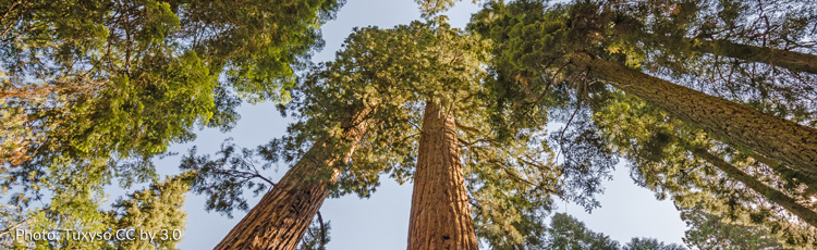 013017_Big_Tree_Giant_Sequoia_the_Earths_Most_Massive_Tree.jpg