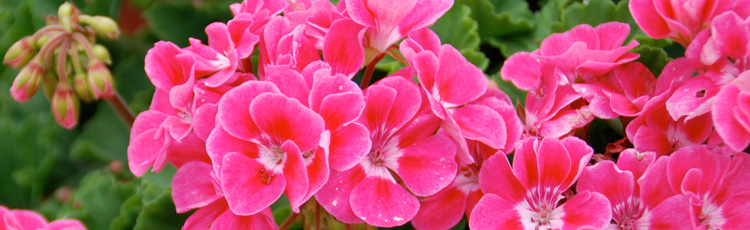 2012_299_MGM_Caring_for_Tender_Annuals_Wintering_Indoors.jpg