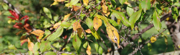 Early-Leaf-Drop-of-Apple-Tree.jpg