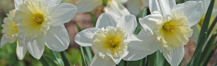 Not-All-Daffodil-Plants-Flowered-THUMB.jpg