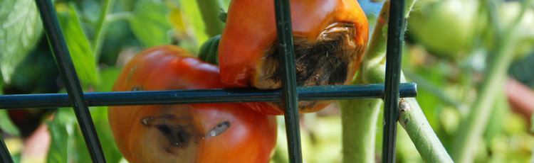 Tomatoes-with-Black-Bottoms-THUMB.jpg