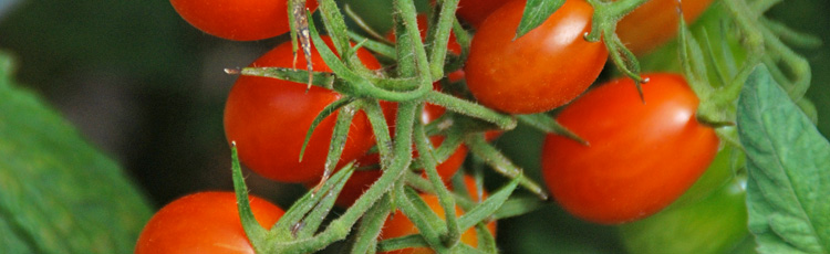 Growing-Tomatoes-Near-a-Black-Walnut-Tree-THUMB.jpg