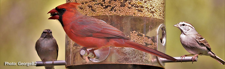 122019_Prevent_Window_Collisions_when_Feeding_Wild_Birds.jpg